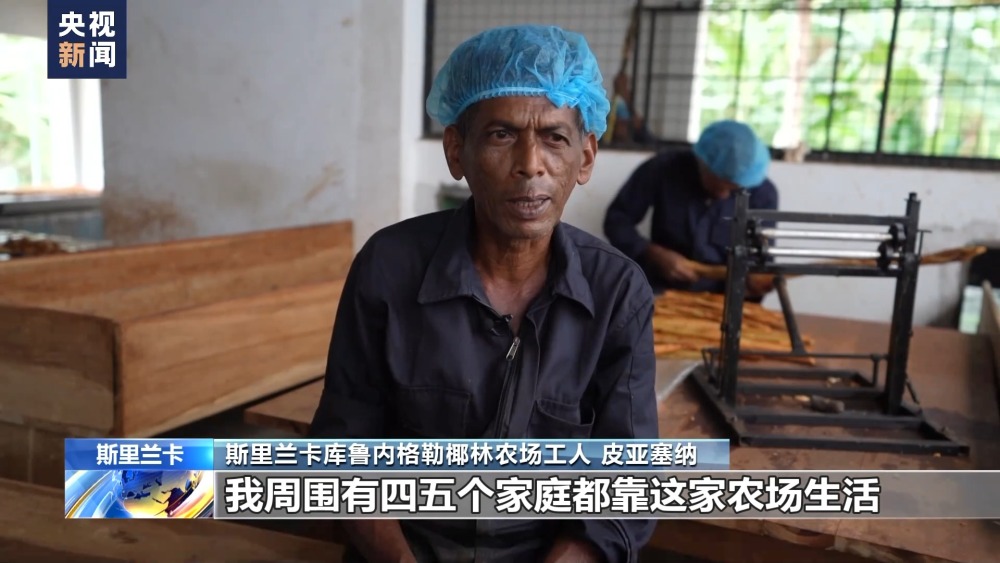 火狐电竞中方分享融合农作物种植经验 助力斯里兰卡椰林种植新发展(图3)