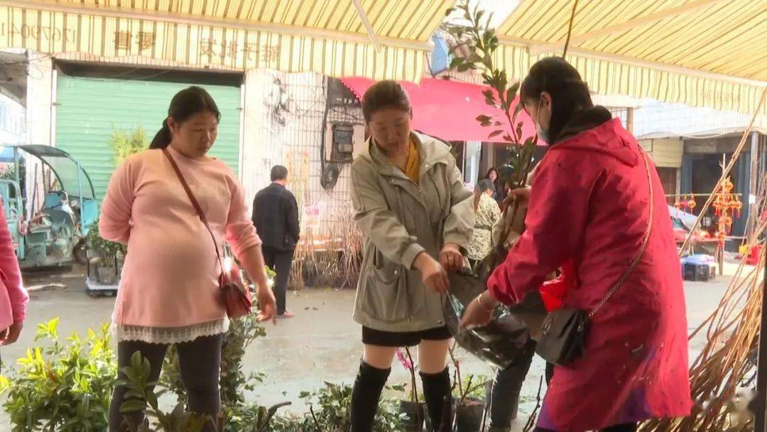 火狐电竞新春伊始 苗木俏销(图3) 火狐电竞新春伊始 苗木俏销(图3)