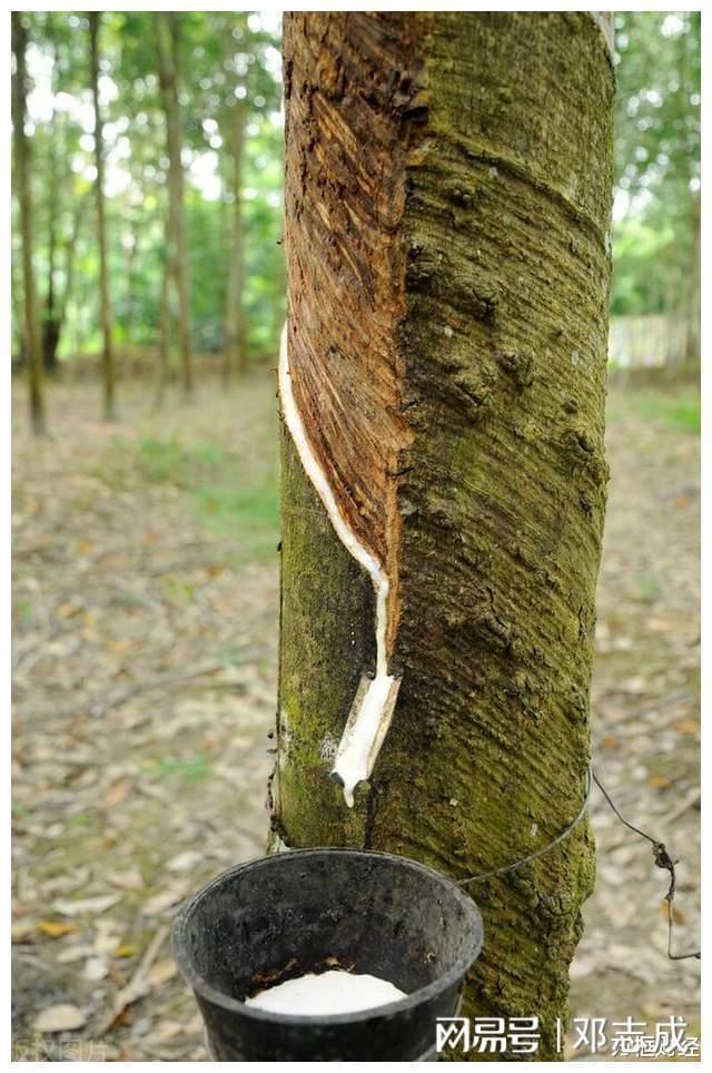 马火狐电竞来西亚推出五项举措鼓励重新开垦未开发橡胶种植园(图2)