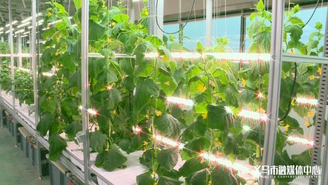 火狐电竞草莓、生菜、小麦义乌这里多了座植物工厂！(图2)