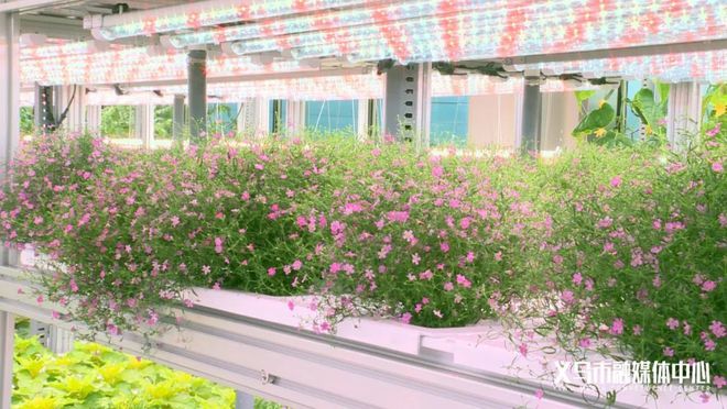 火狐电竞草莓、生菜、小麦义乌这里多了座植物工厂！(图1)