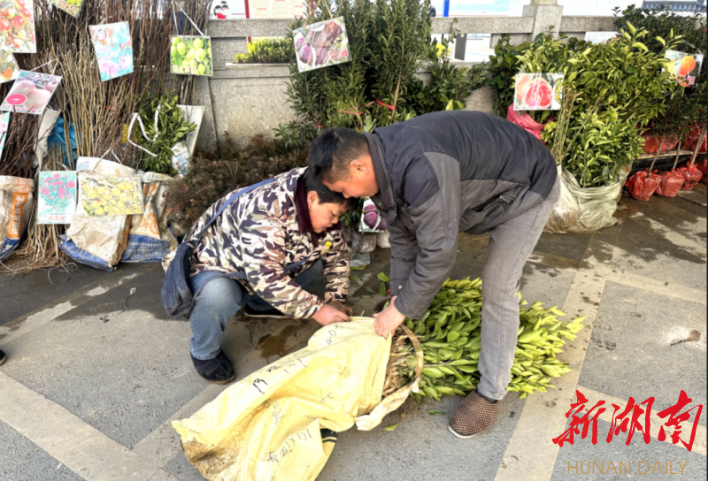 安化:苗木火狐电竞销售“俏”春风(图2) 安化:苗木火狐电竞销售“俏”春风(图2)