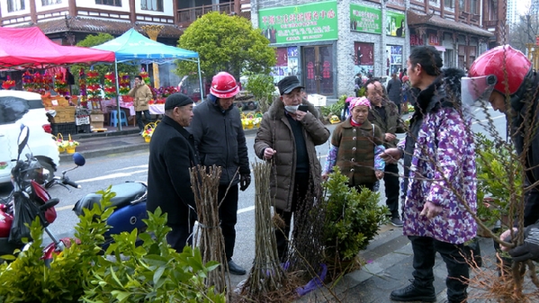 平塘：新春植绿正当火狐电竞时 苗木销售旺(图1)
