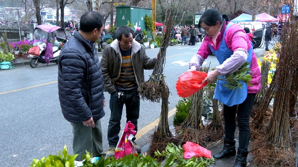 平塘：新春植绿正当火狐电竞时 苗木销售旺(图2)