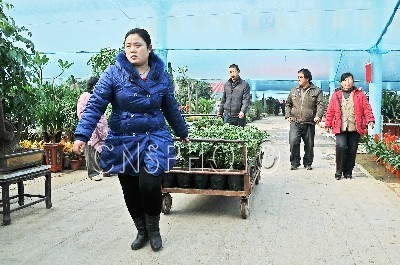 火狐电竞苗木渐入旺季 销售扶摇直上暖人心(图1)