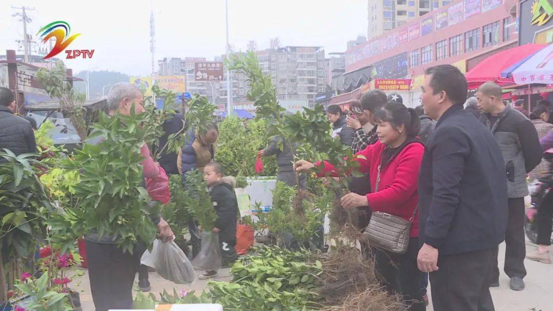 火狐电竞漳平:春来苗木销售俏(图2) 火狐电竞漳平:春来苗木销售俏(图2)