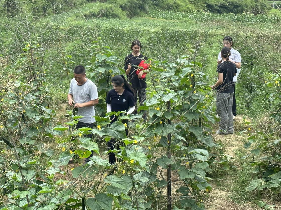火狐电竞湖南师大学子三下乡：走进万亩蔬菜种植园推普助力乡村振兴(图1)