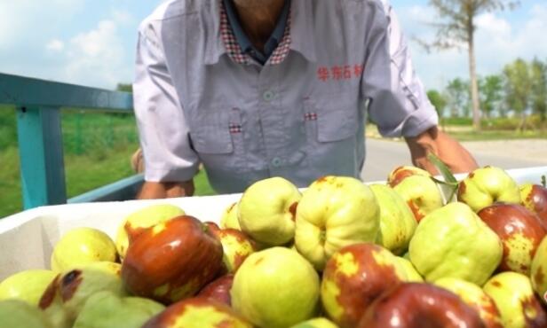 硕果累累火狐电竞采摘忙 宿迁一大枣种植园迎来大丰收(图3)