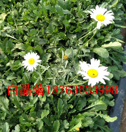 苗火狐电竞木销售地址(图2)