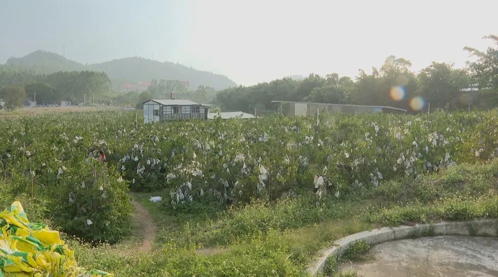 泉州泉港：年产值500多万元 3000多棵果火狐电竞树挂满“星星”(图1)
