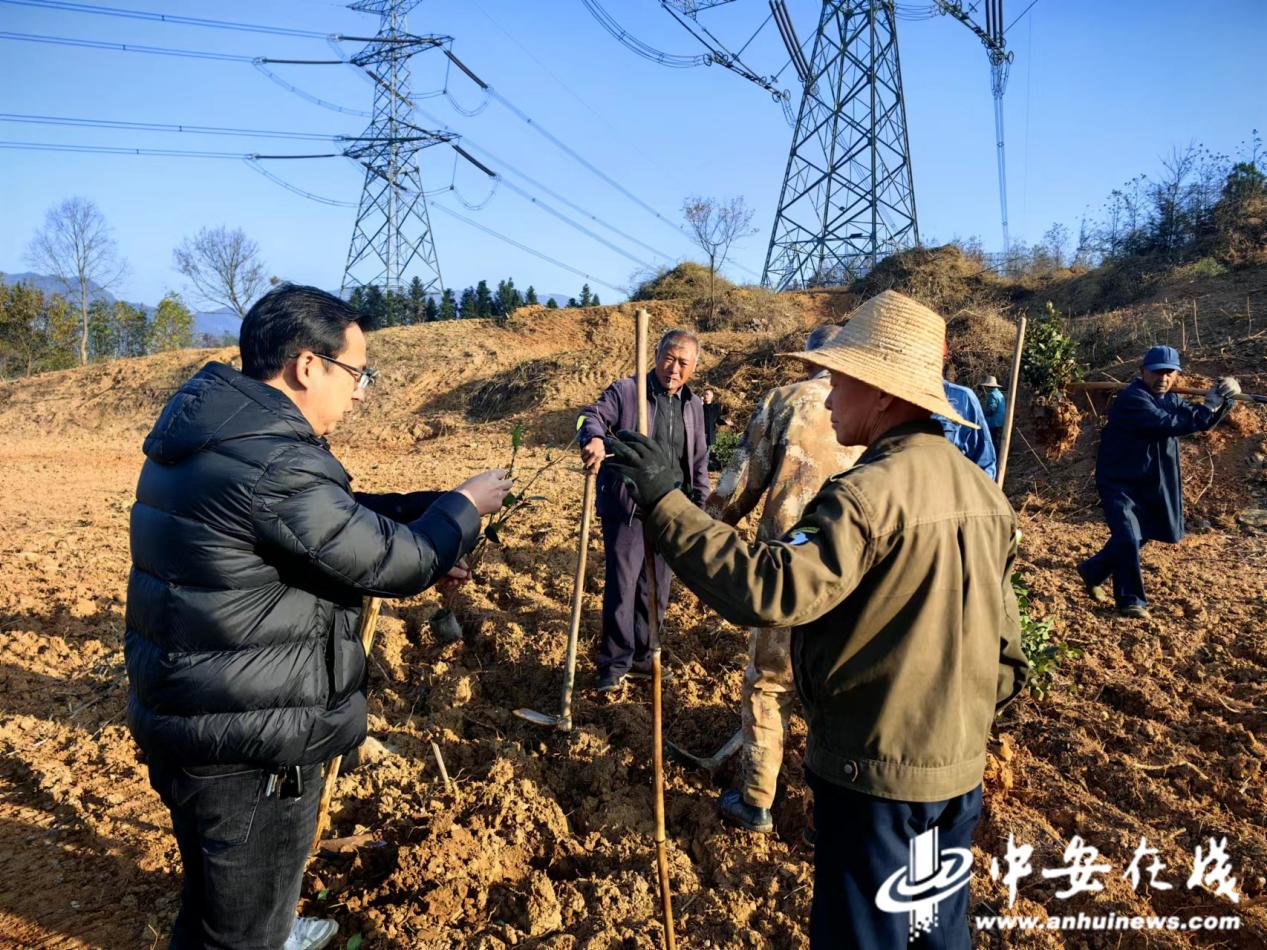 火狐电竞贵池区里山街道：发展特色产业 推进乡村振兴(图3)