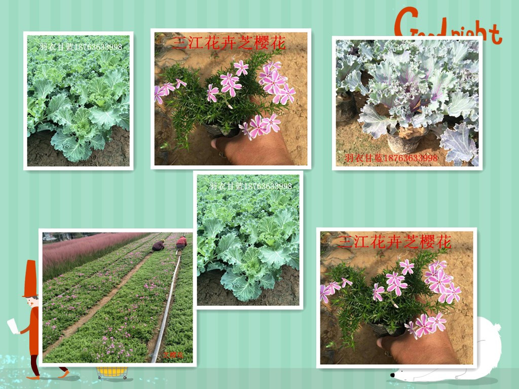 火狐电竞荒山绿化苗木销售价格(图1)