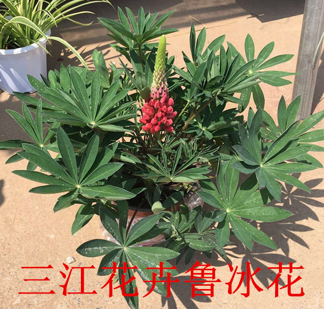 火狐电竞荒山绿化苗木销售价格(图2)