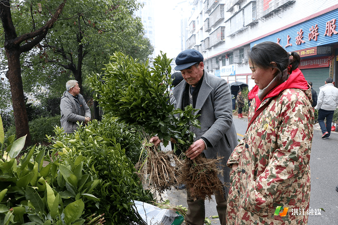 微洪江丨人勤春来早火狐电竞 苗木销售俏(图3)