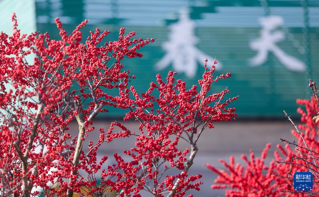 年宵花开启销售旺季 五彩火狐电竞花卉扮靓新年(图1)