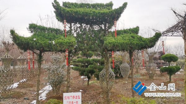江苏丹阳：劳模“父子兵” 同引“共富路”火狐电竞(图3)
